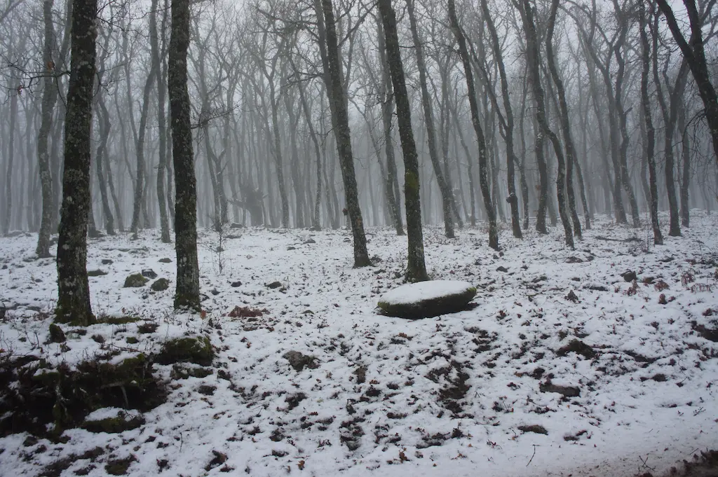 Bosque de castaños cubierto de nieve