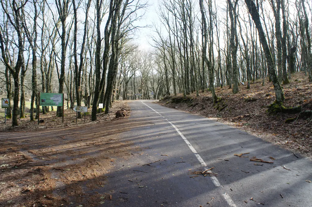 Cruce de caminos en un bosque de castaños en Pelahustán