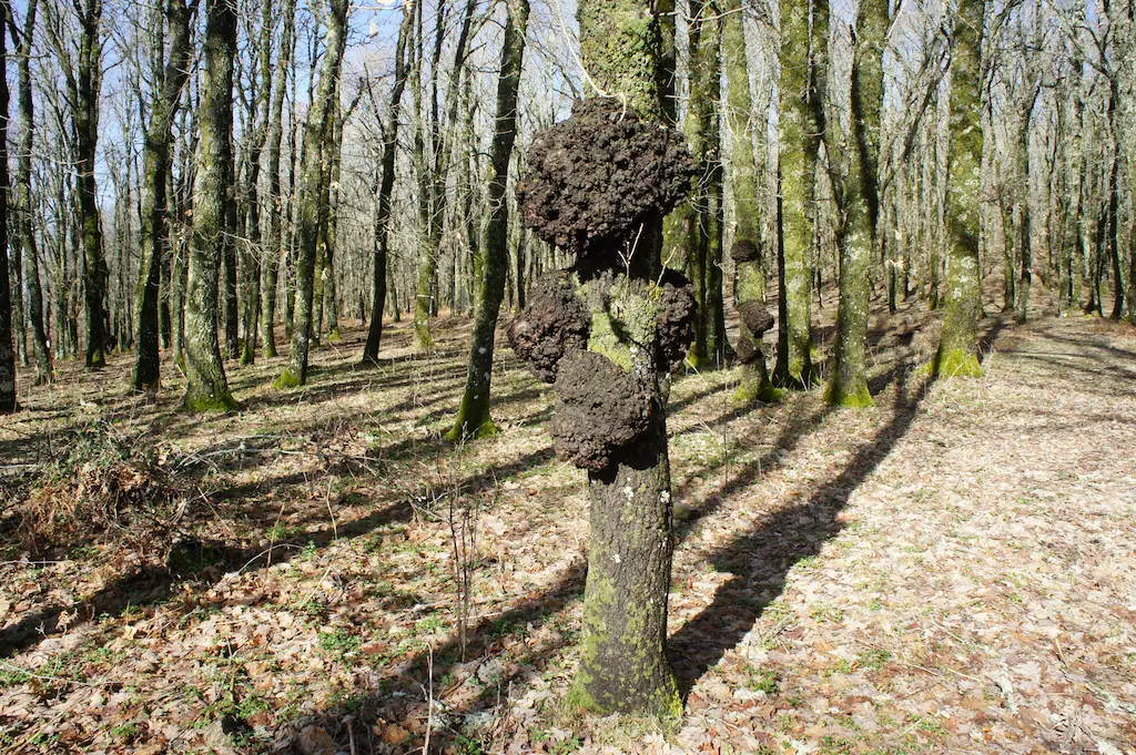 Tronco de castaño cerca de Pelahustán